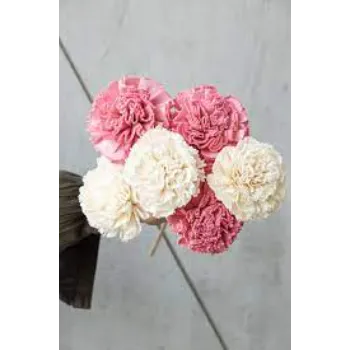 Beautiful Shola Flower